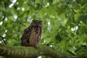 Eurasian eagle-owl (Bubo bubo), adult male, sitting in a tree, Ewald colliery, Herten, Ruhr area,