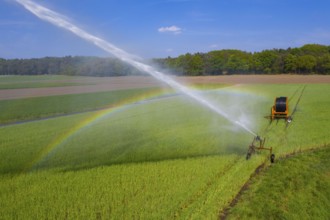 Irrigation of a wheat field on the Lower Rhine, with a mobile irrigation machine, large-area