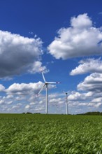 Wind farm, wind turbine, wind turbines from the manufacturer Enercon, blue sky with many white