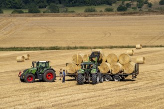 Straw harvest, bales of straw are loaded onto a transport trailer, after the grain harvest, near