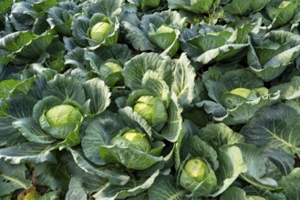 White cabbage field, growing area in the south of Düsseldorf, Volmerswerth district, on the Rhine,