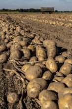 Potato harvest, Melodie variety, so-called split harvesting method, first the tubers are taken out