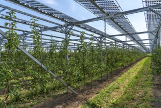 Agri-photovoltaic test plant, an apple orchard with two different systems of PV modules was roofed