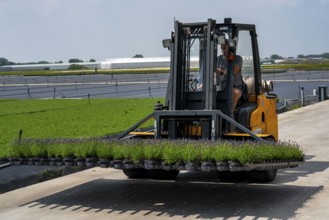 Horticultural business, lavender plants, in flower pots, outdoors, being transported to make them