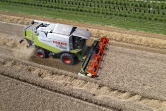 Agriculture, grain harvest, wheat, combine harvester harvesting in a wheat field, near