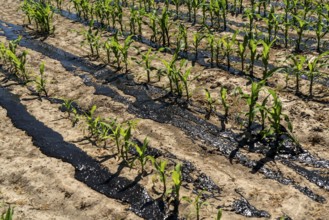 A maize field, with young plants, is fertilised with liquid manure, near Geldern, North