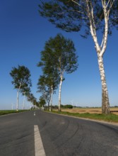 Birch avenue, country road, near the village of Katzem, Heinsberg district, wind farm, North