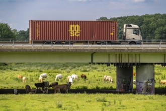 Container lorry on the A40 motorway, bridge over the Ruhr and Styrumer Ruhrauen, herd of cattle,