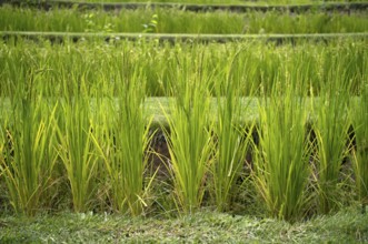 Asian rice paddies, rice plants, forest gardens, Trauttmansdorff Castle, Botanical Gardens, Merano,