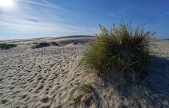 Dune landscape around the Lontz Dune, Wydma Lacka, the largest travelling dune on the Polish Baltic