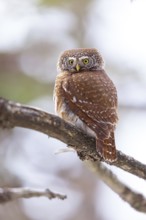 Pygmy owl (Glaucidium passerinum), Luce, Mountain area, Luce, Styria, Slovenia, Europe