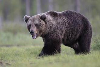 Brown bear (Ursus arctos) in the Finnish taiga, Kuusamo, Finland, Europe