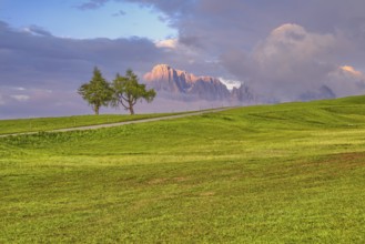 Two trees with fog in front of Sassolungo and Sassopiatto, sunset, Alpe di Siusi, Dolomites, South