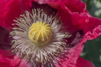 Detailed view of a poppy flower in the landscape in spring. Kaiserstuhl, Emmendingen, Freiburg im