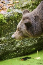 Eurasian brown bear (Ursus arctos arctos) portrait in a forest, Bavaria, Germany, Europe