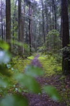 A quiet, damp forest path, surrounded by tall trees and green undergrowth, the scenery is mystical