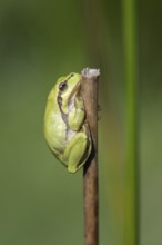 Tree frog (Hyla arborea), Lower Saxony, Germany, Europe