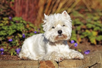 West Highland White Terrier, White Highland Terrier, Westie