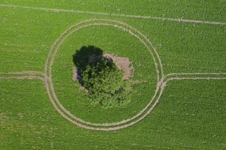 Aerial view over solitary common oak, pedunculate oak, English oak (Quercus robur) tree in