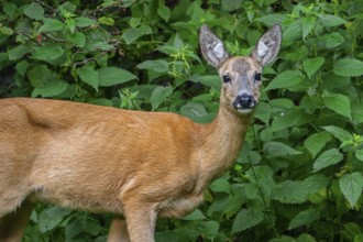 European roe deer (Capreolus capreolus) female, doe foraging in grassland, meadow at forest edge in