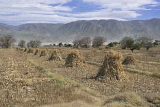 Stacks on field in the Sud Chichas Province, Potosí Department, Bolivia, South America