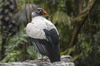 King vulture (Sarcoramphus papa, Vultur papa) in tropical rain forest, native to Central and South