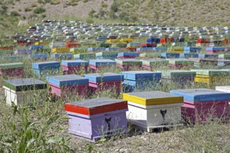 Colourful painted wooden beehives with honey bees in Iran