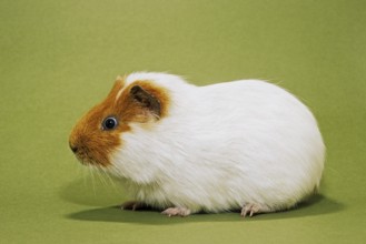 Two parti-colored cavy, guinea pig (Cavia porcellus) portrait