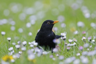 Common blackbird, Eurasian blackbird (Turdus merula) male foraging in grassland, meadow