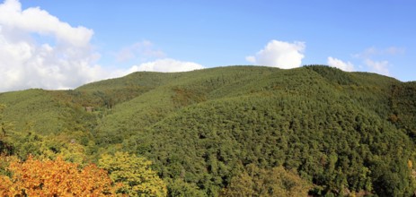 Panoramic picture of the Palatinate Forest in autumn