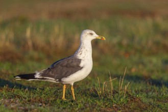 Yellow-legged gull (Larus michahellis), Hides De Calera / Steppe Raptors, Calera Y Chozas, Castilla