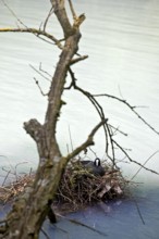 Harpener Teiche, still water with milky, cloudy pit water with common coots (Fulica atra), Bochum,