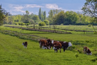 A herd of cows grazing in an idyllic landscape in the Kirchwerder Wiesen nature reserve.