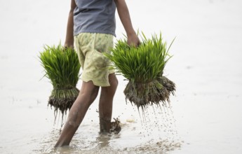 Morigaon, India. 20 February 2024. A girl carries rice sapling in a paddy field on February 20,