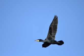 Great cormorant (Phalacrocorax carbo), adult bird in flight, in front of a blue sky, Bottrop, Ruhr