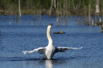 Mute swan (Cygnus olor), adult bird, flapping its wings, subsidence area, Bottrop, Ruhr area, North