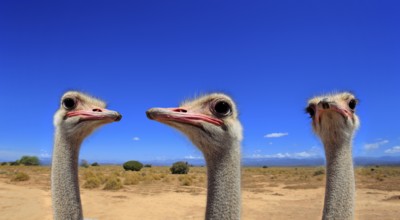 South african ostrich (Struthio camelus australis), adult, male, portrait, group, ostriches,