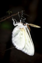 Hairy white moth, moth on a stem, at night in the tropical rainforest, Refugio Nacional de Vida