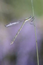 Emerald Damselfly (Lestes viridis), Emsland, Lower Saxony, Germany, Europe