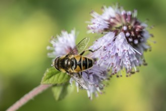 Drone fly (Eristalis interrupta) on water mint (Mentha aquatica), Emsland, Lower Saxony, Germany,