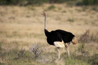 South African ostrich (Struthio camelus australis), common ostrich, adult, male, foraging, Mountain