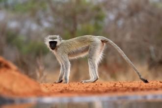 Vervet Monkey (Chlorocebus pygerythrus), adult, at the water, alert, Kruger National Park, Kruger