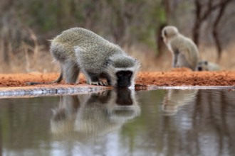 Vervet Monkey (Chlorocebus pygerythrus), adult, drinking, at the water, Kruger National Park,