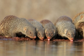 Zebra mongoose (Mungos mungo), adult, group, at the water, drinking, Kruger National Park, Kruger