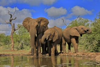 African elephant (Loxodonta africana), adult, juvenile, group with juveniles, at the water,