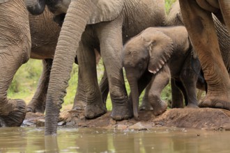 African elephant (Loxodonta africana), young animal, calf, baby elephant, mother, young animal with