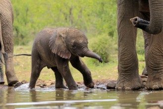 African elephant (Loxodonta africana), young animal, calf, baby elephant, mother, young animal with