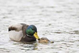 Mallards (Anas platyrhynchos), mating, Hesse, Germany, Europe