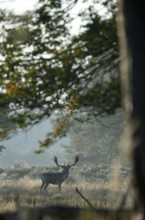 Fallow deer (Cervus dama), male, rut, Hesse, Germany, Europe