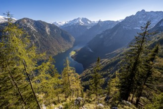 Panoramic view of the Königssee from the Archenkanzel viewpoint, autumnal forest and snow-capped